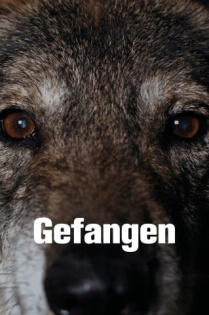 stream Gefangen