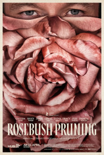 stream Rosebush Pruning